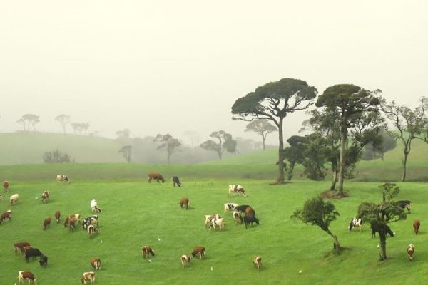 Ambewela Farm