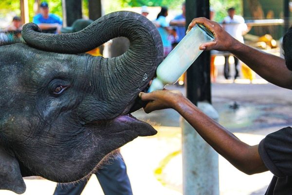 Baby Elephant feeding