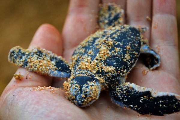 Baby turtle releasing