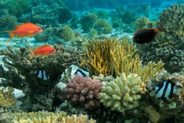 Bar Reef
