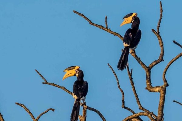 Bird Watching (Kumana National Park)