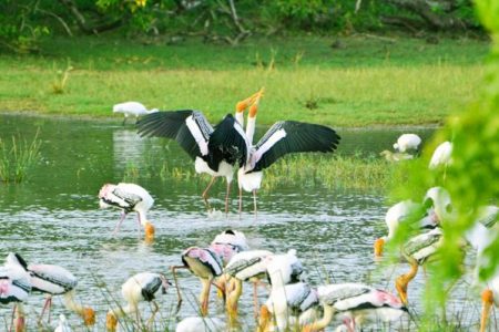 Bird Watching at Bundala National Park