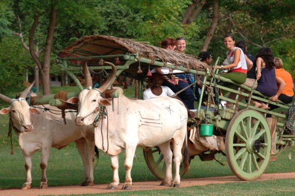 Bullock Cart Ride