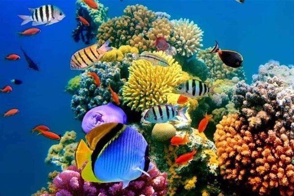 Coral Reefs