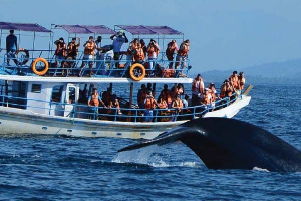 Dolphin and Whale Watching
