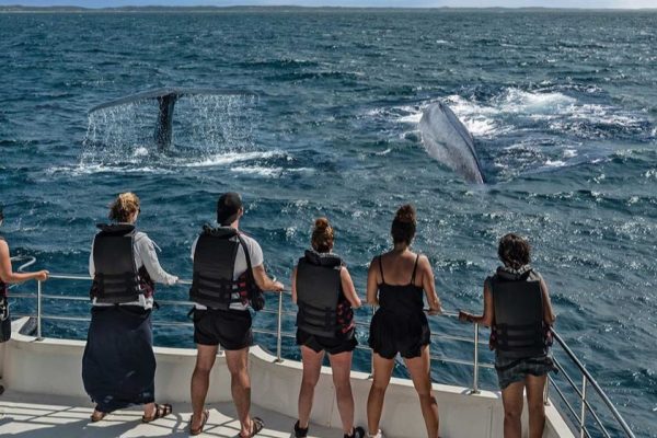 Dolphine & Whale Watching