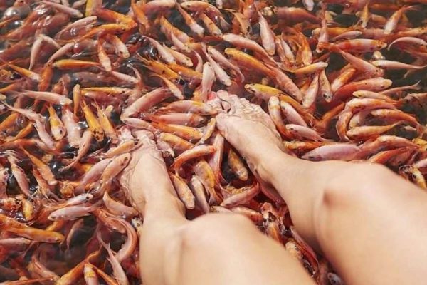 Fish Therapy