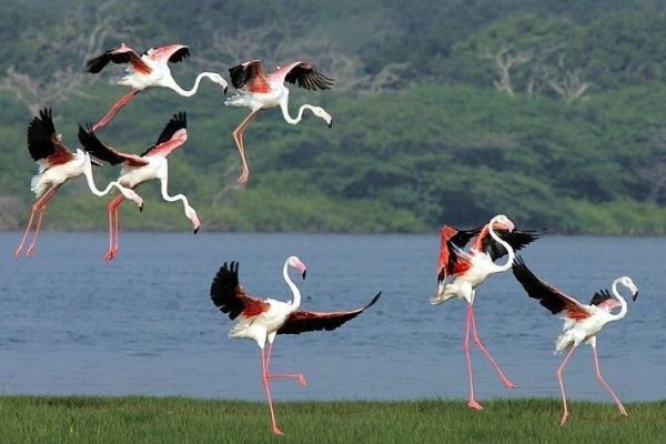 Kalametiya Bird Sanctuary