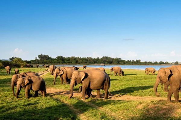 Minneriya National Park