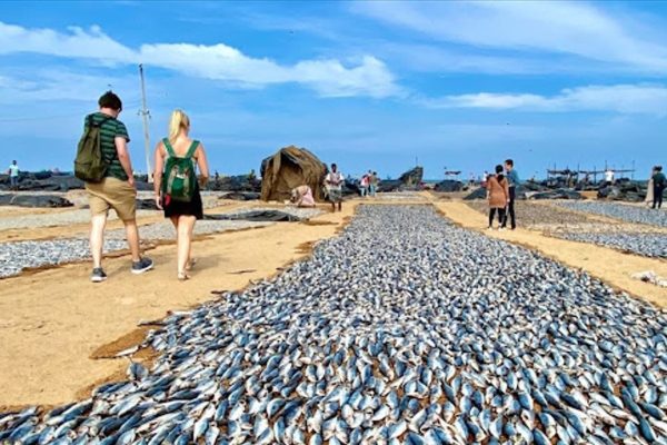 Negombo Fish Market