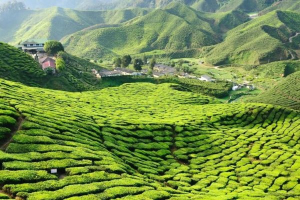 Pedro Tea Estate