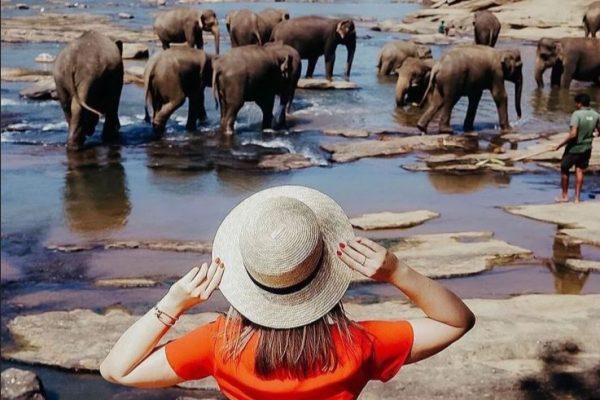 Pinnawala Elephant Orphanage