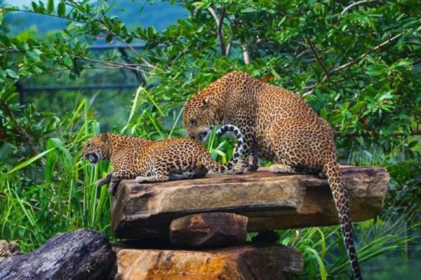Pinnawala Zoo