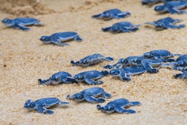 Rekawa Turtle Conservation Project