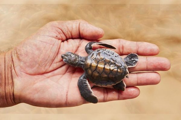 Releasing Baby Turtles
