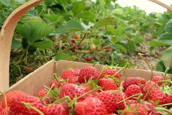 Strawberry Farm
