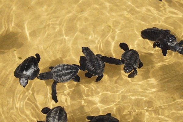 Turtle Hatcheries