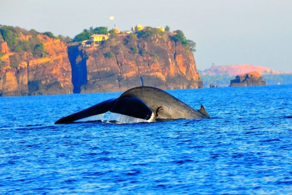 Whale Watching