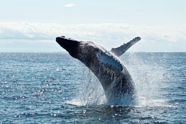 Whale Watching Observation Point