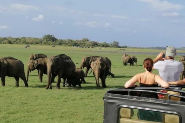 Wildlife Safari (Minneriya)