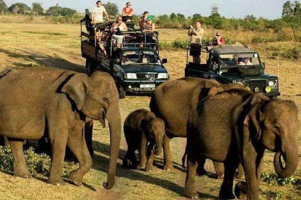 Wildlife Safari at Udawalawe National Park