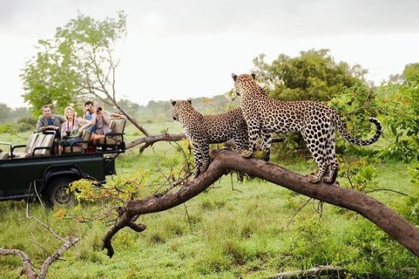 Wildlife Safari in Yala National Park