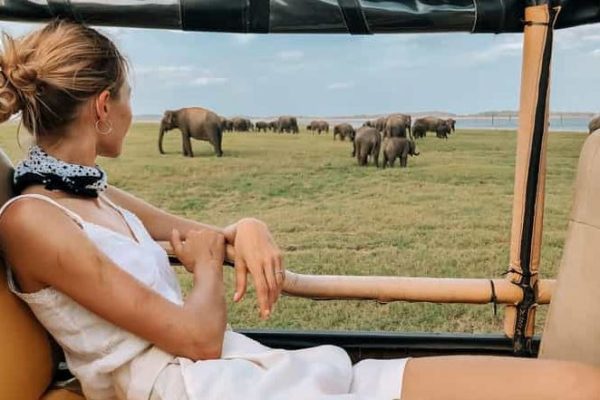 Wildlife Safaris