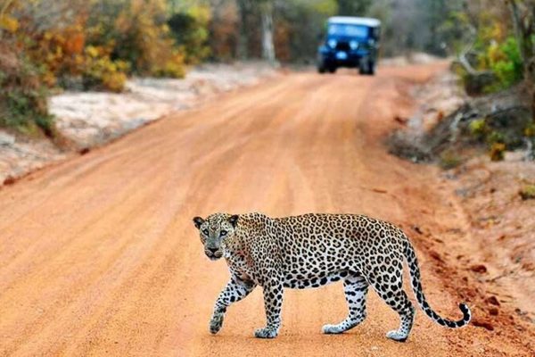 Wilpattu National Park